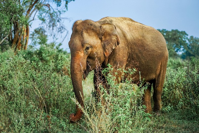 Wildlife Safaris