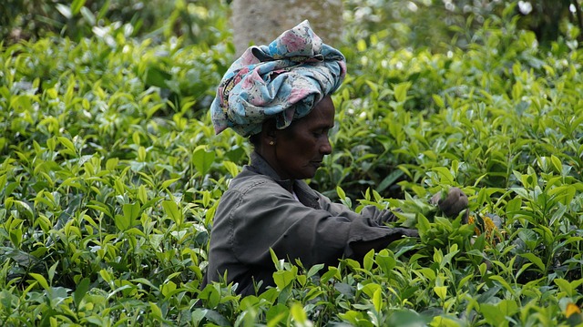 Tea Plantation